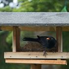 Amsel