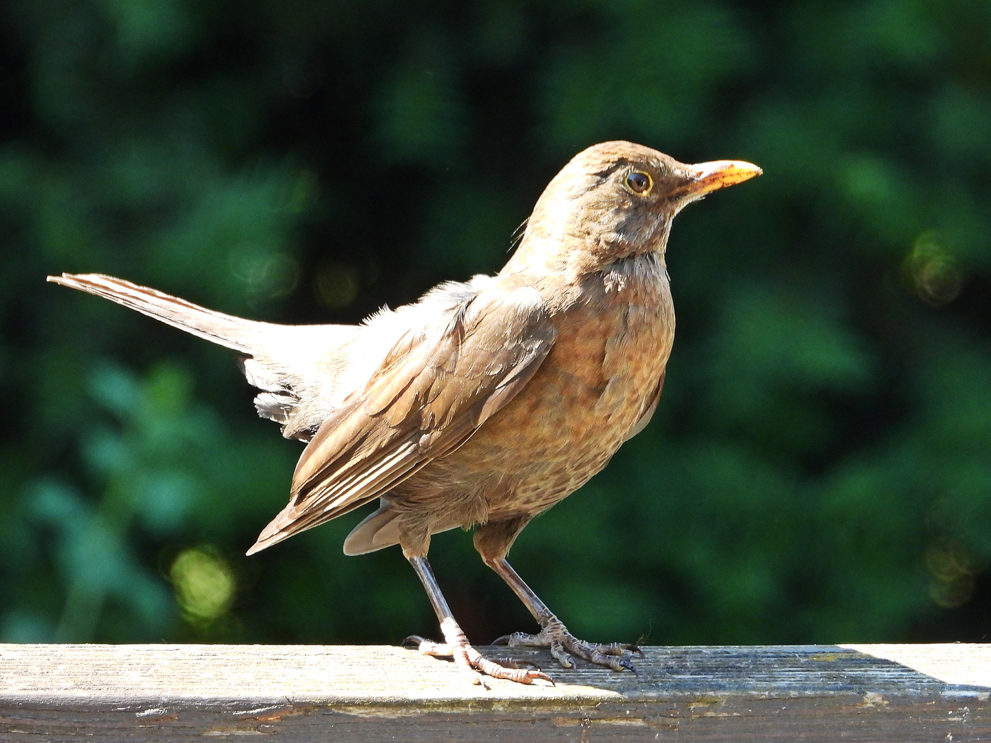 Amsel (13.06.2023) 