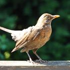 Amsel (13.06.2023) 