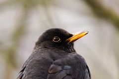 Amsel