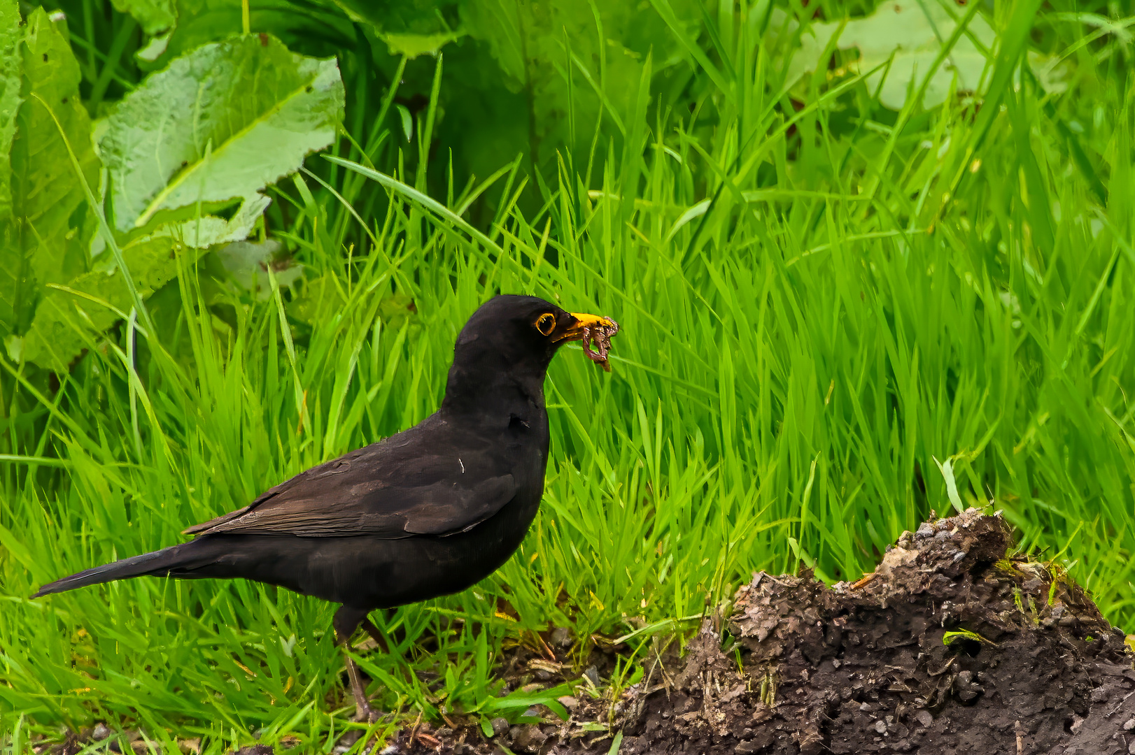 Amsel