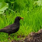 Amsel