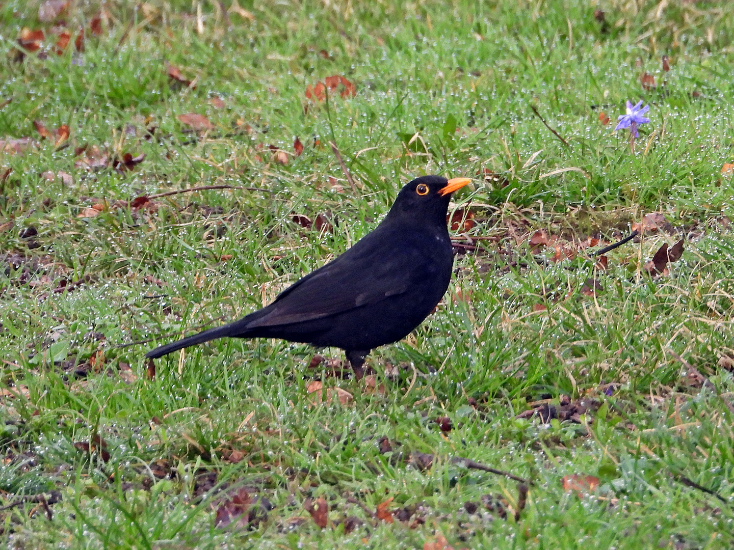 Amsel (14.03.2024)