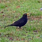 Amsel (14.03.2024)