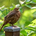 Amsel