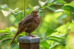 Amsel