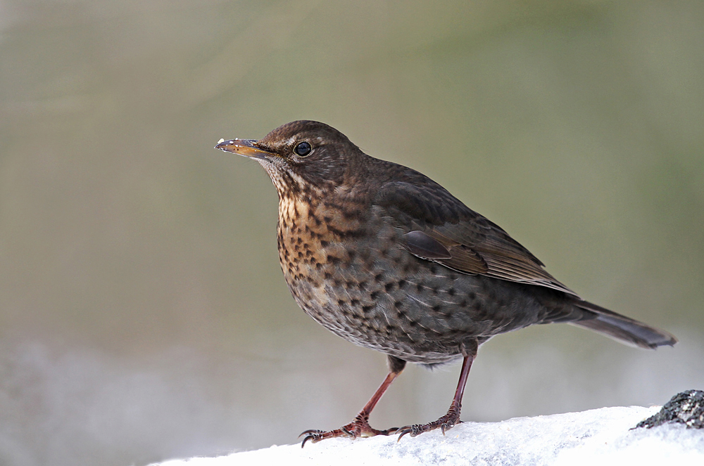 Amsel