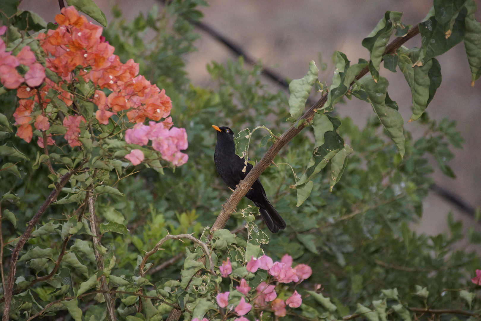 Amsel