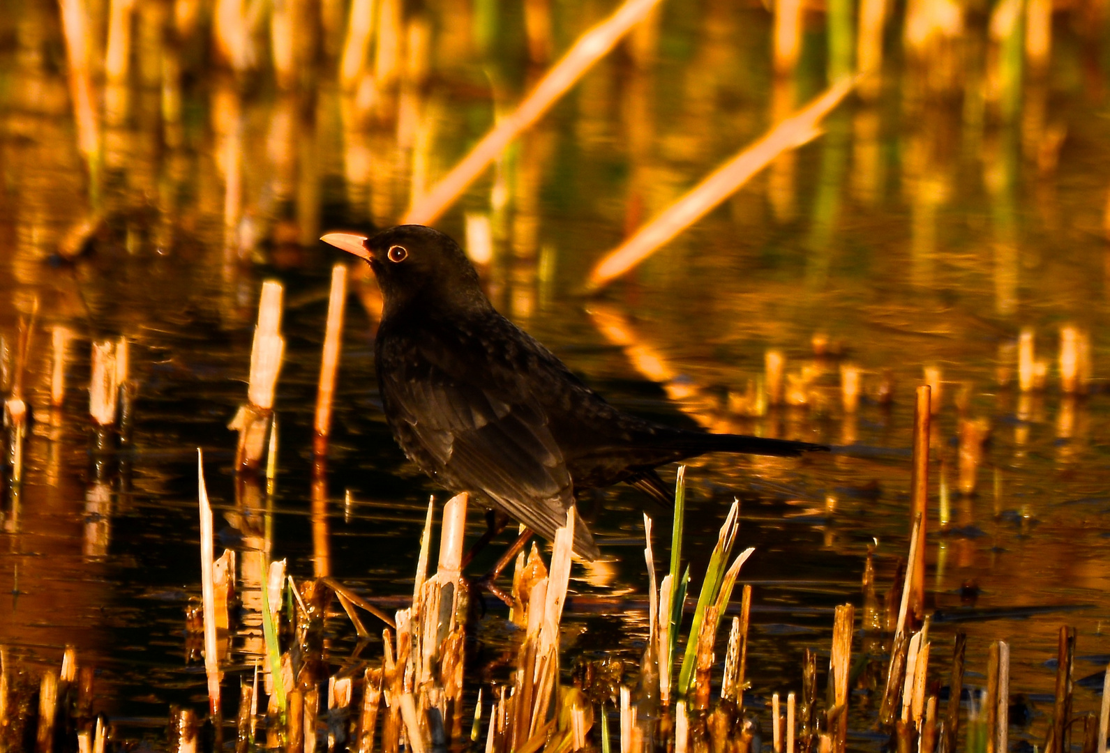 Amsel