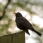 Amsel