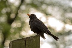 Amsel