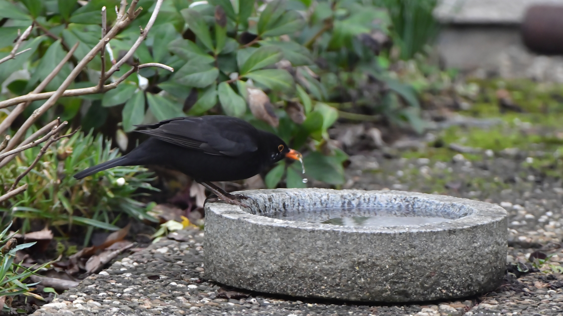 Amsel