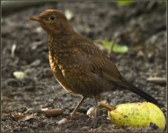 Amsel