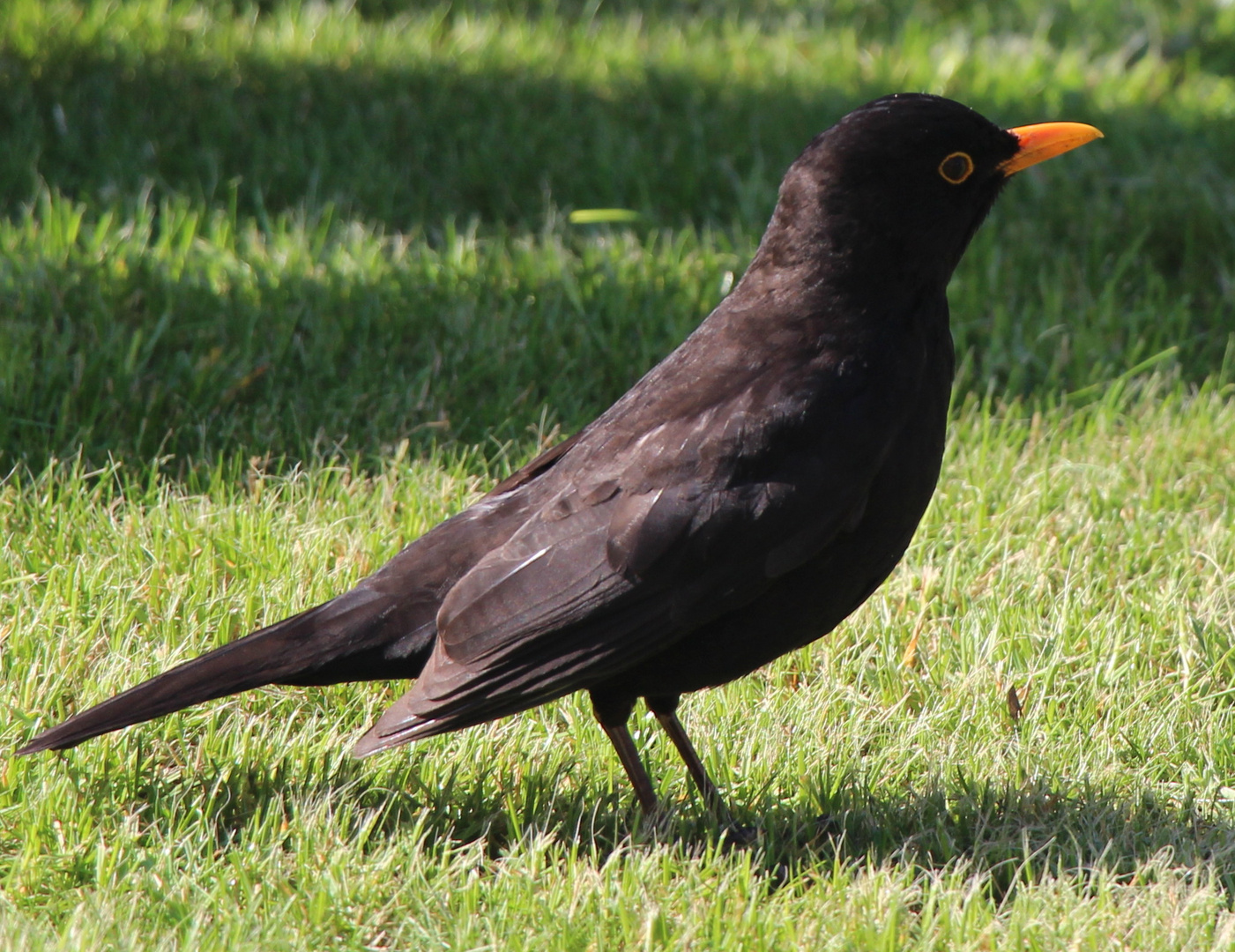 Amsel