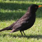 Amsel