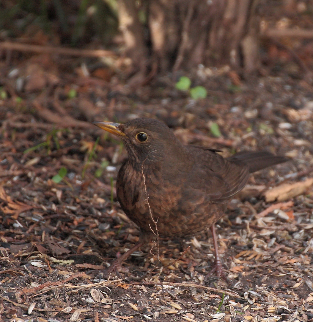 Amsel