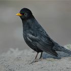 Amsel 