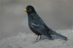 Amsel 