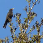 Amsel