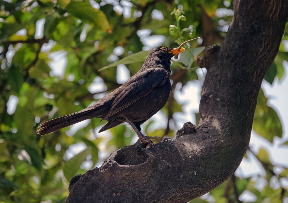 Amsel