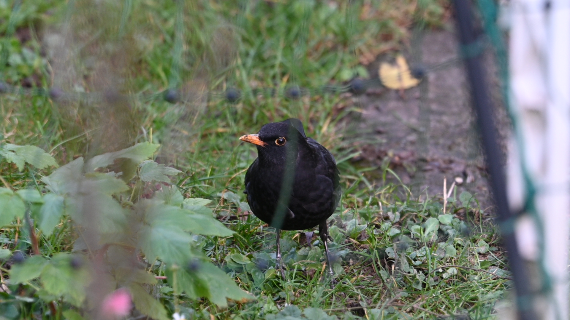 Amsel 17.11.2023 