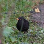 Amsel 17.11.2023 