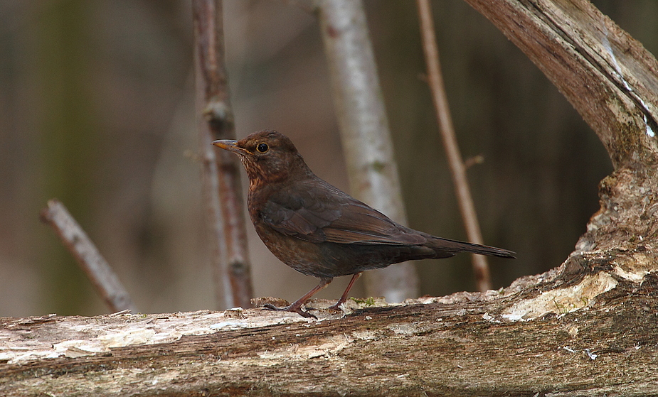 Amsel