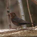 Amsel