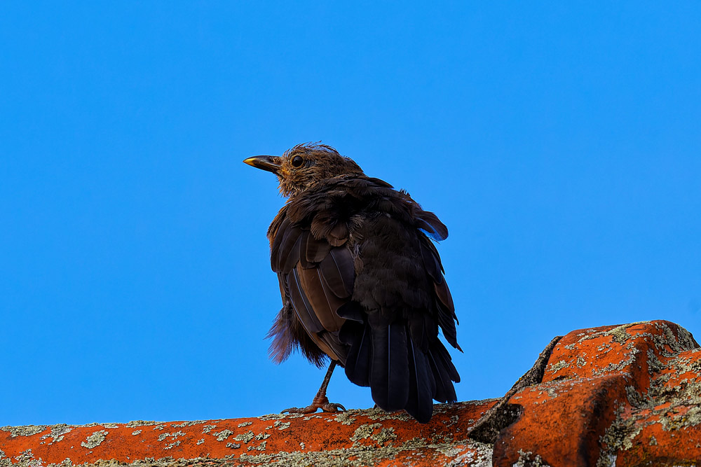 AMSEL