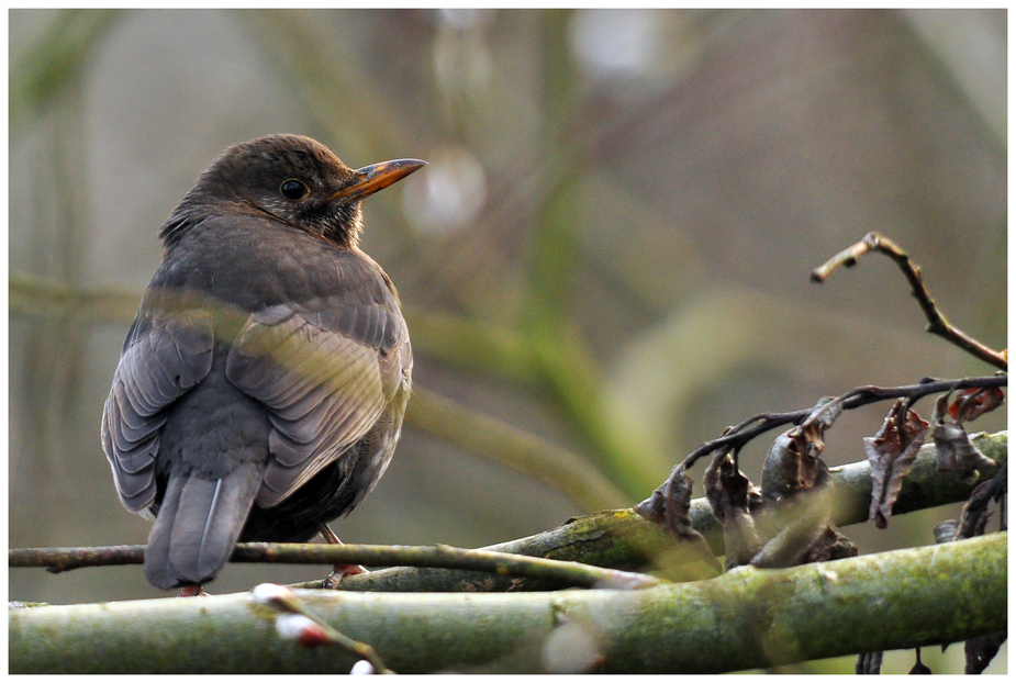 Amsel