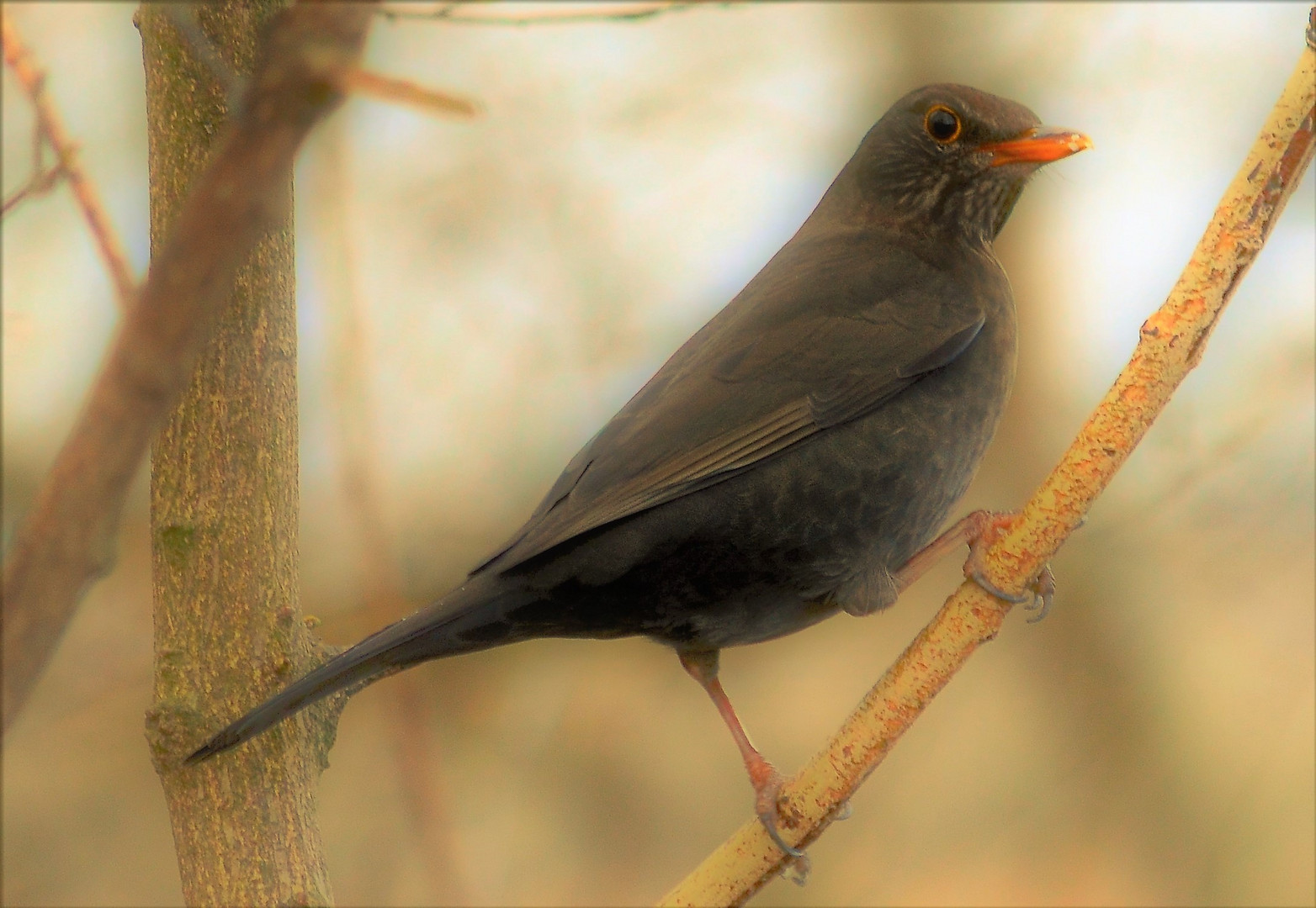 Amsel