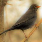 Amsel