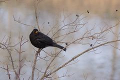 Amsel