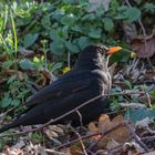 Amsel