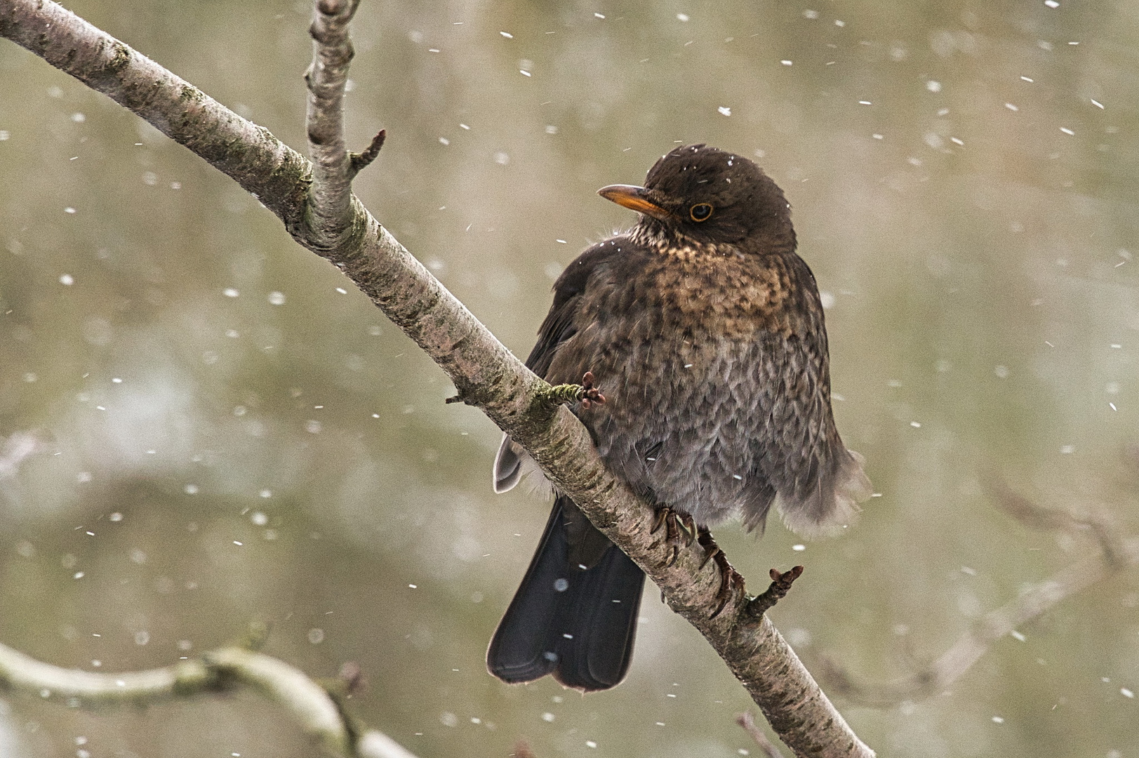 Amsel 