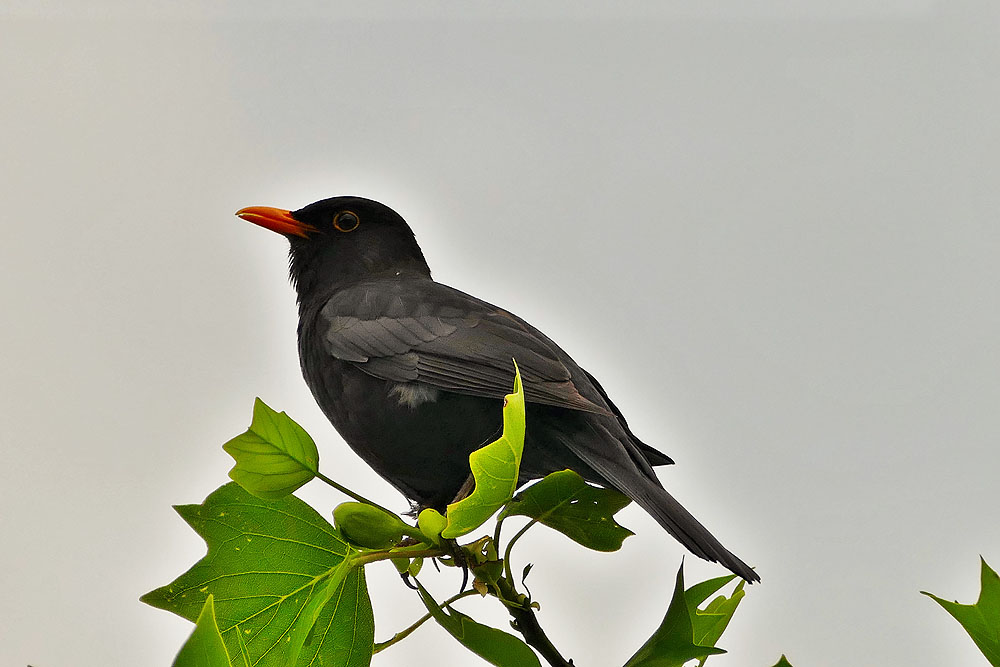 Amsel