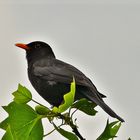 Amsel