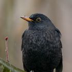 Amsel