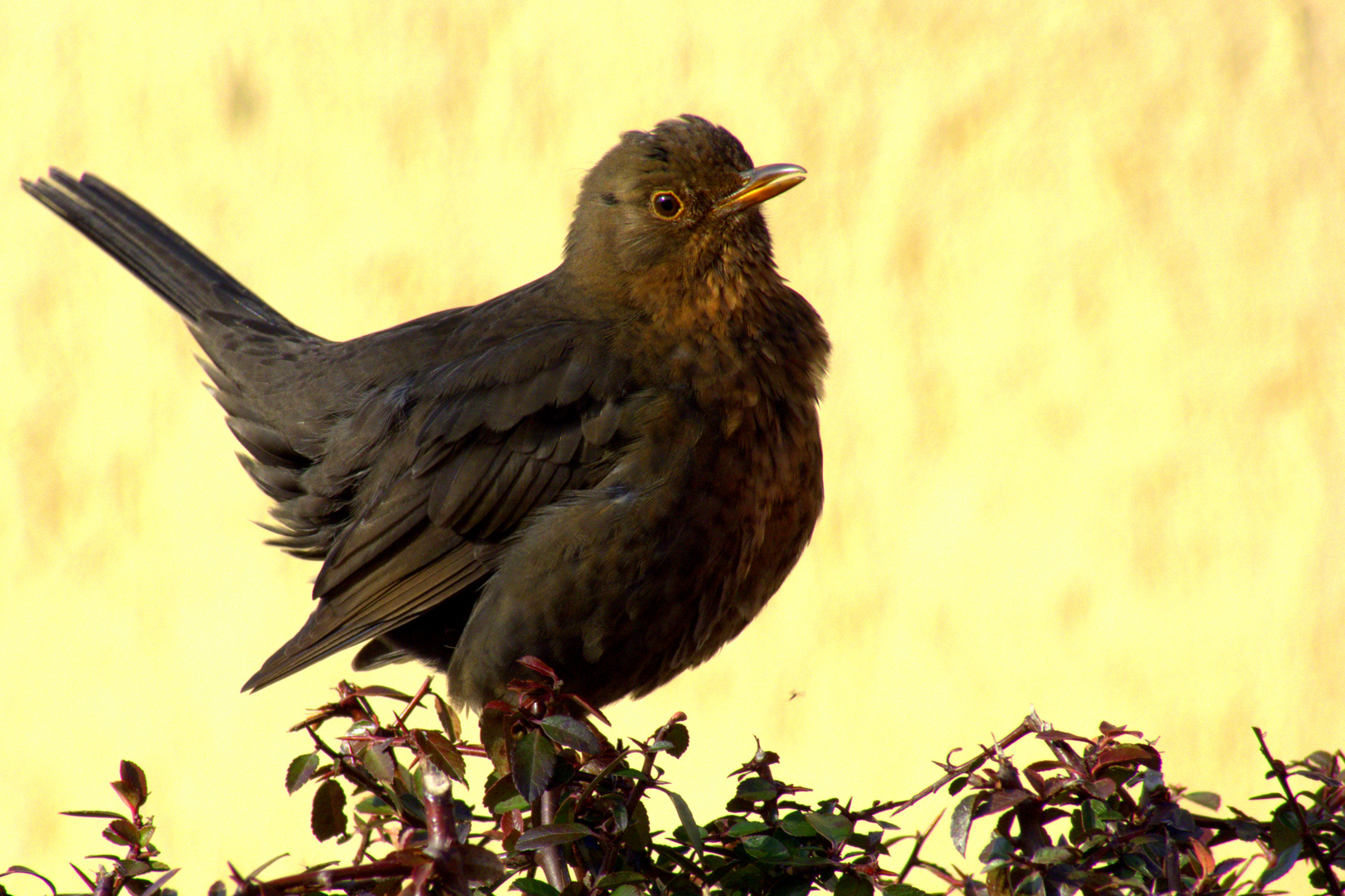 Amsel