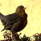 Amsel