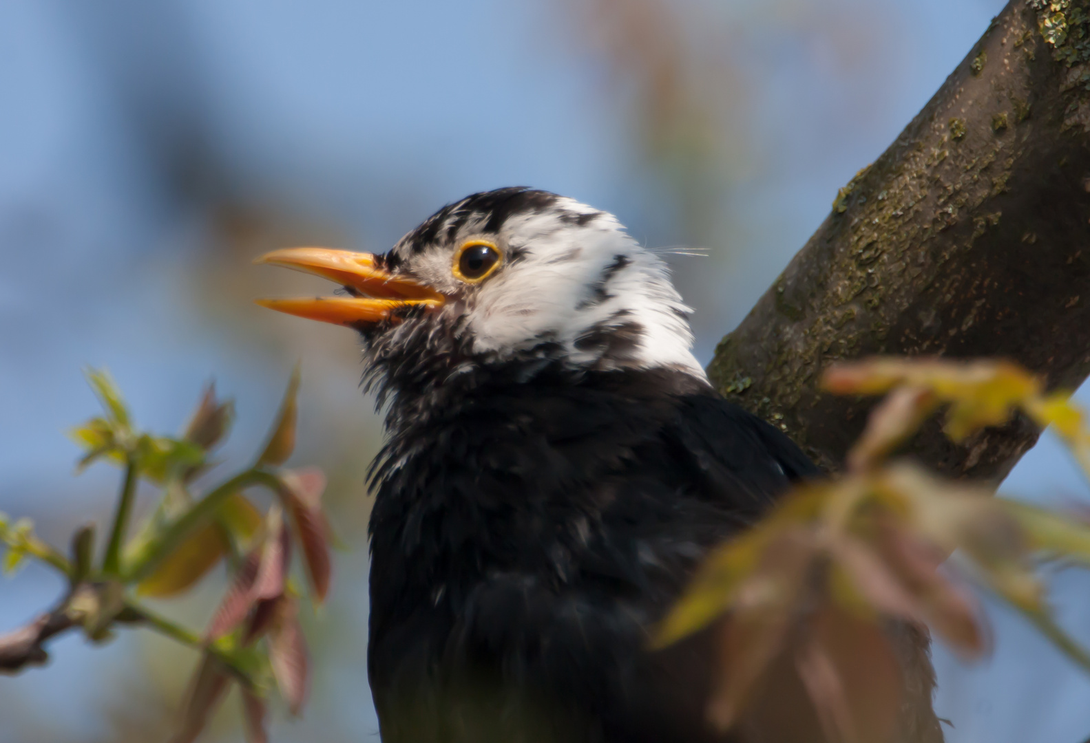 Amsel