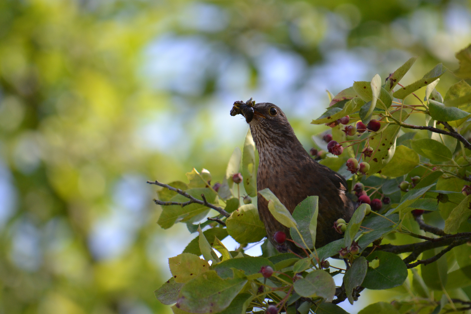 Amsel