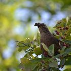 Amsel