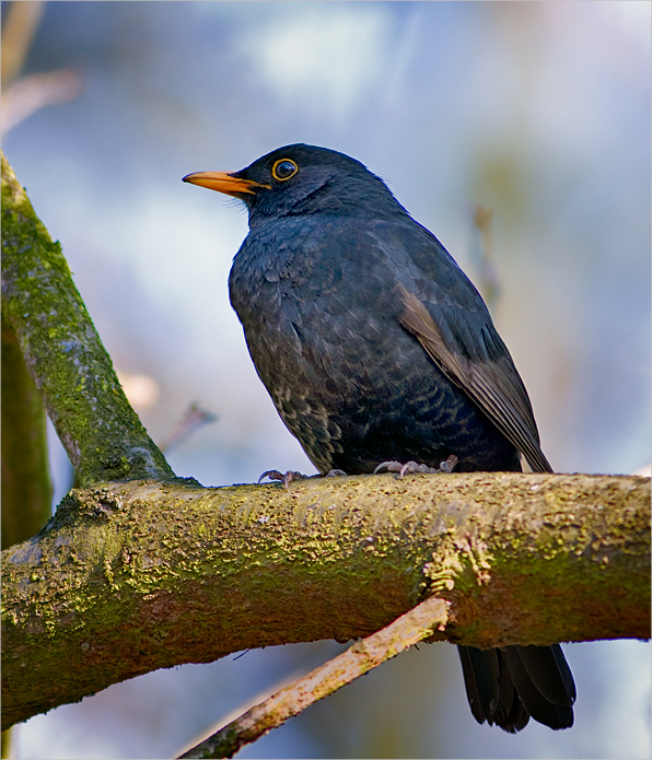 Amsel.