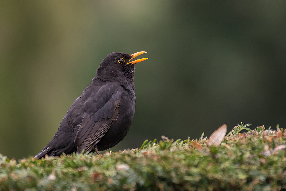 Amsel