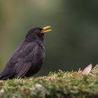 Amsel