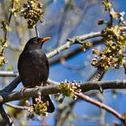 Amsel 