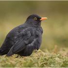 Amsel