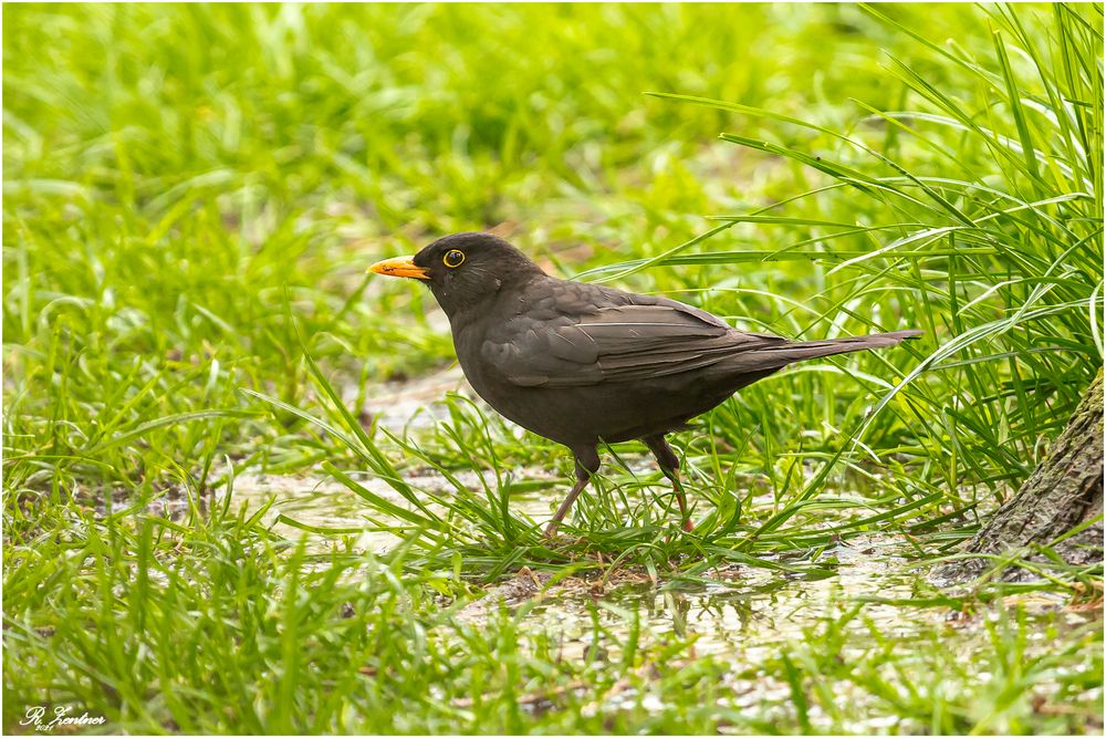 Amsel