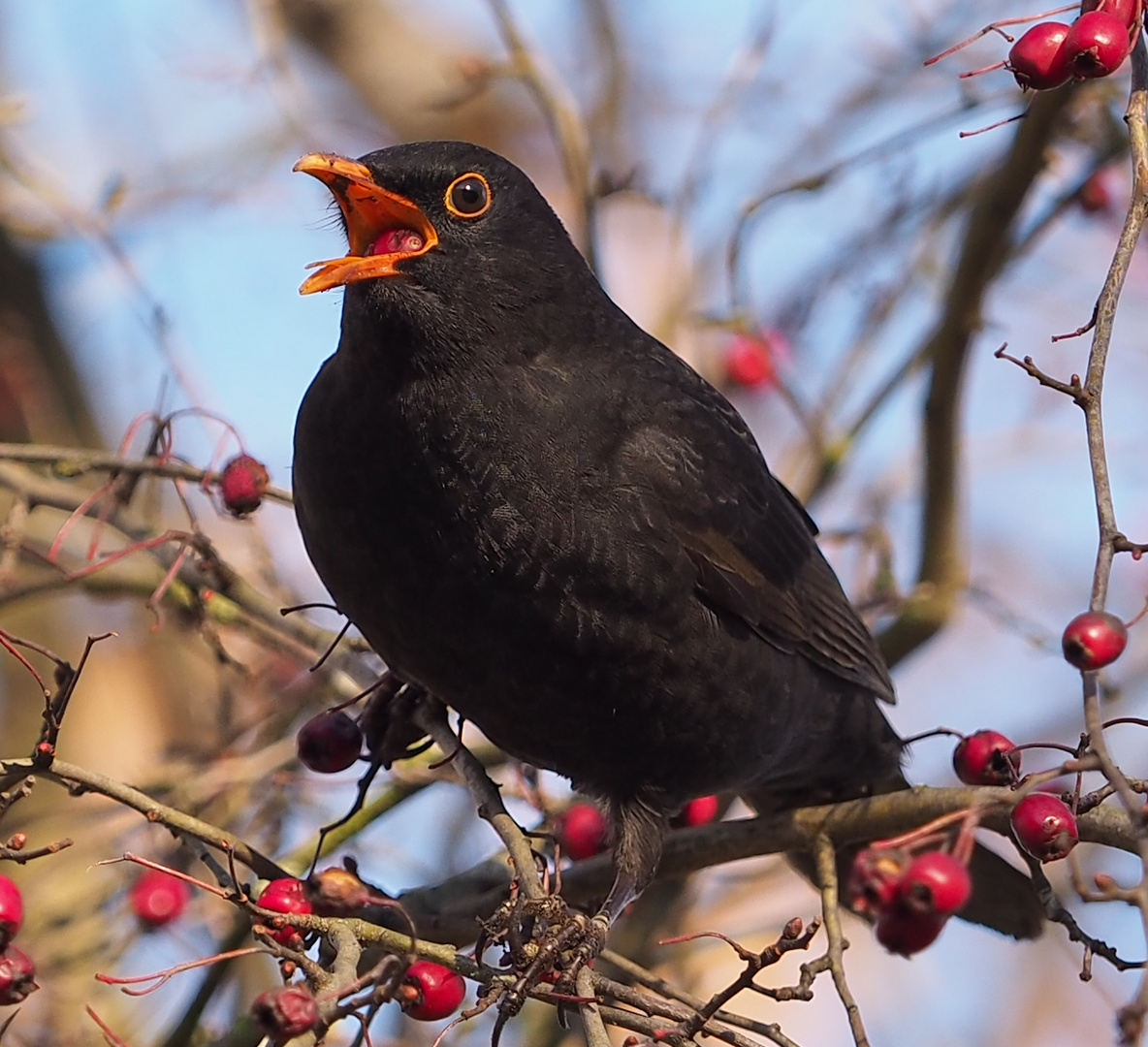 Amsel -